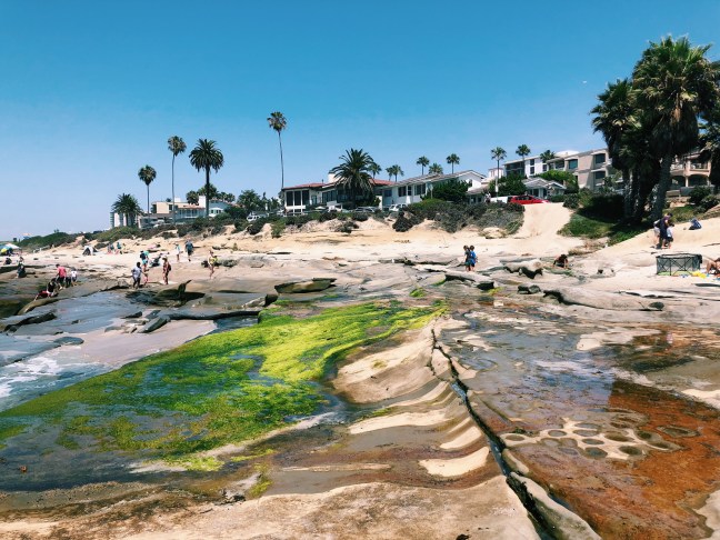 La Jolla Tide Pools with Kids Near San Diego CA