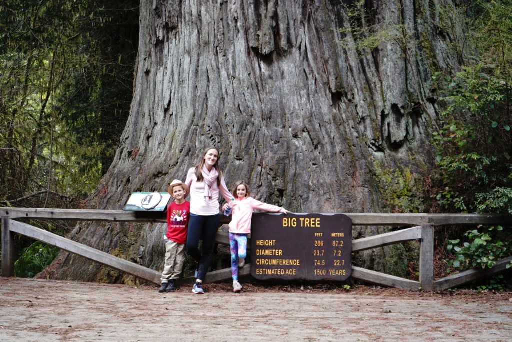 Visiting the Redwoods National and State Parks with kid - Bambini Travel