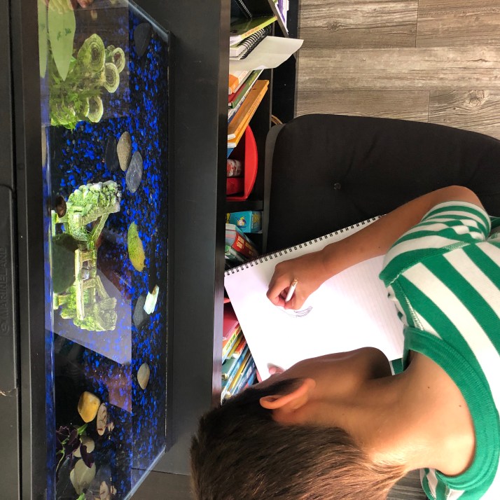 Fish Emergent Curriculum ideas with Bambini Travel