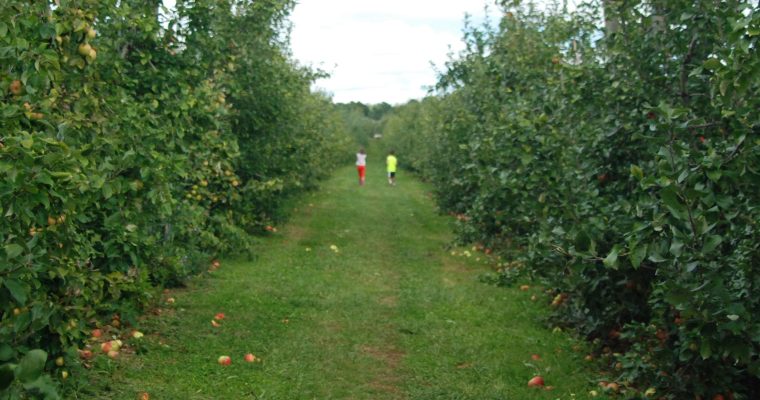 10+ Reasons to Schedule a Fall Family Day at Alstede Farm