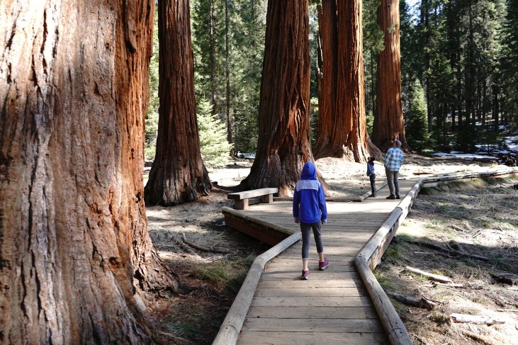 Sequoia and Kings Canyon National Park trip from Bambini Travel