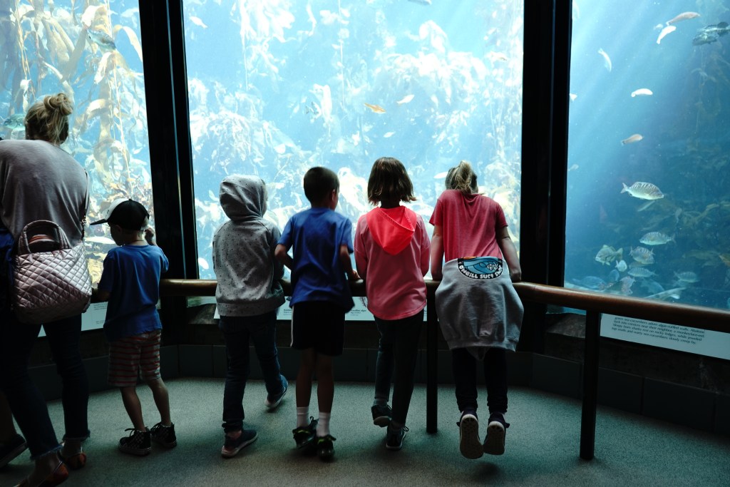 Monterey Bay Aquarium - Bambini Travel