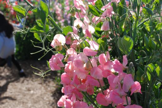 Flower Fields at Carlsbad Ranch
