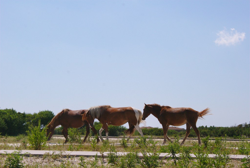 Assateague Wild Horses - Bambini Travel