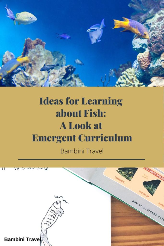 Ideas for Learning about Fish with Emergent Curriculum from Bambini Travel