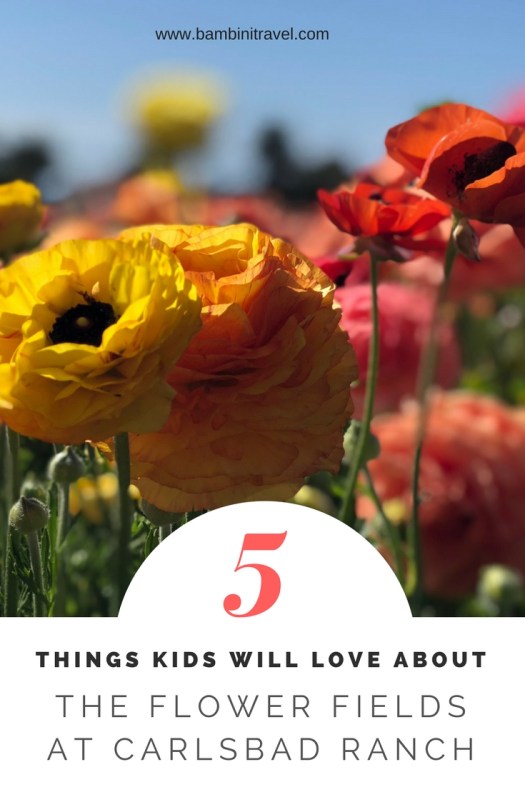 5 Things Kids Will Love about the Flower Fields at Carlsbad Ranch near San Diego CA