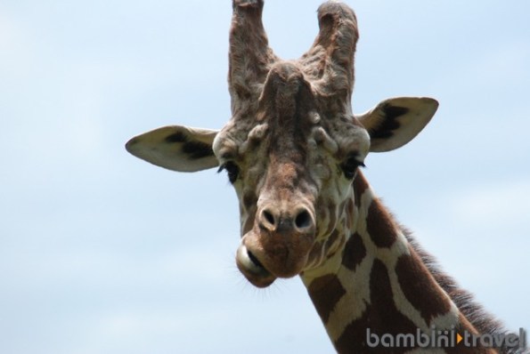Zoo - 50+ Kid Friendly Things to do in San Diego from Bambini Travel