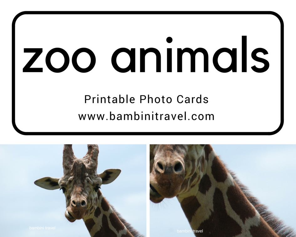 Zoo Animal Printable Photo Cards