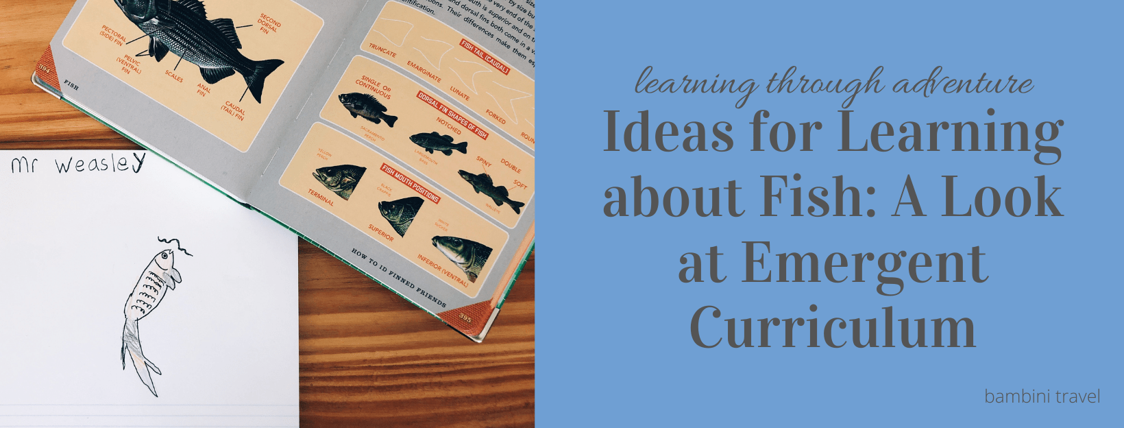 Ideas for Learning about Fish: A Look at Emergent Curriculum
