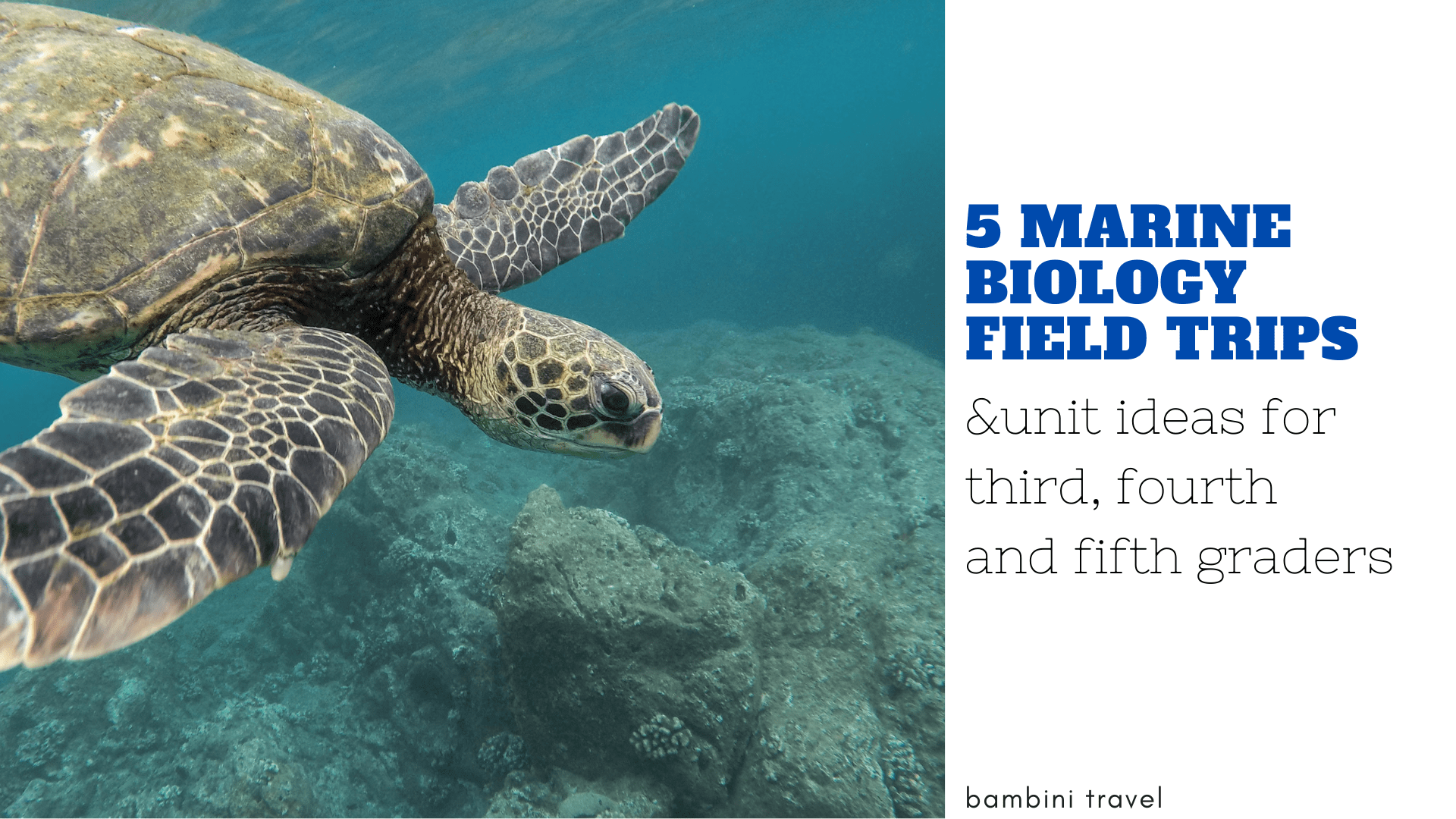 Marine Biology Field Trip & Unit Ideas for Third, Fourth & Fifth Graders