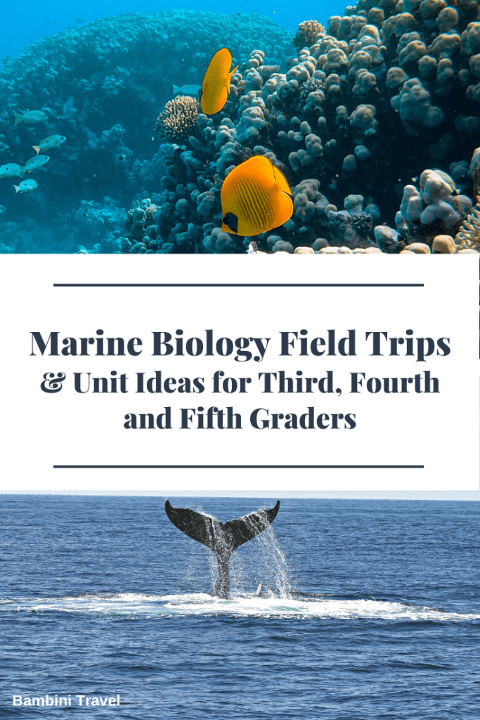 5 Marine Biology Field Trips and Unit Ideas for Third, Fourth and Fifth Graders from Bambini Travel
