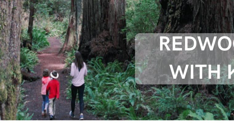 A Visit to the Redwoods National Park with Kids