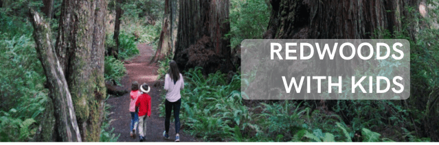Redwoods National Park with Kids