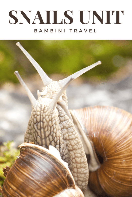 Snails Unit #stem #science #firstgrade #kindergarten #handsonlearning