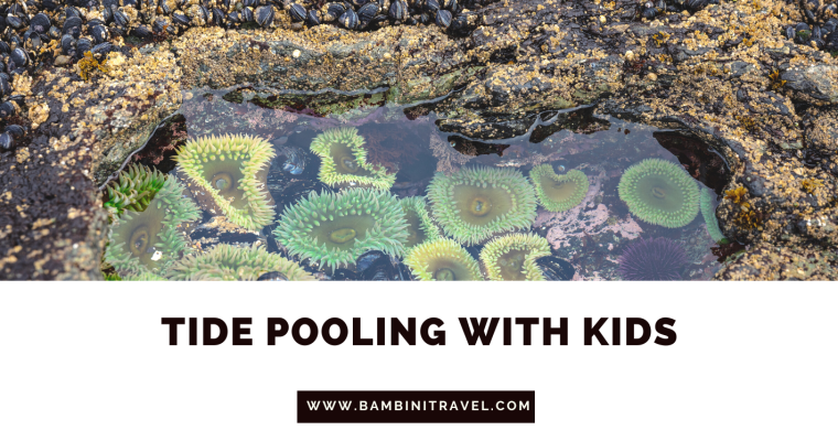 Top Tips for Tide Pooling with Kids