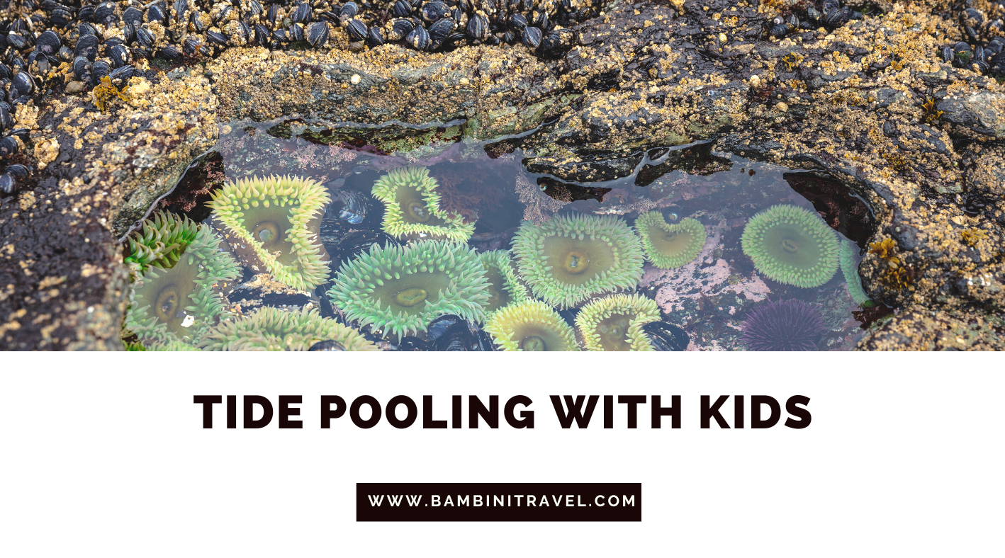 Top Tips for Tide Pooling with Kids