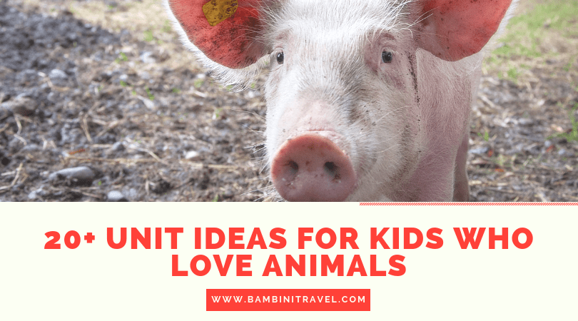 20+ Animal Themed Unit Ideas for Kids